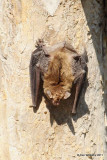Big Brown Bat, Bensten State Park, Mission, TX, 1-21-11, Ja 3745.jpg