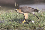 Coopers Hawk eating a Coot, Estero Llano Grande SP, TX, 1-23-11, Ja 4657.jpg