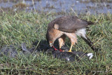 Coopers Hawk eating a Coot, Estero Llano Grande SP, TX, 1-23-11, Ja 4703.jpg