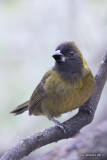 Crimson-collared Grosbeak female, Allen Williams yard, Pharr, TX, 1-27-11, Ja 6569.jpg