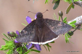 Coyote Cloudywing, 2-22-06 International Butterfly Garden, TX 1520L.jpg
