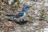 Florida Scrub-jay, Merritt Island National Wildlife Refuge, FL, 4-17-11, Ja 7601.jpg