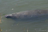 Manatee, Merritt Island National Wildlife Refuge, FL, 4-17-11, Ja 7447.jpg