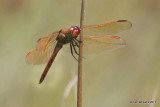Golden-winged Skimmer male, Red Slough, McCurtain Co, OK, 7-12-11, Ja 4817.jpg