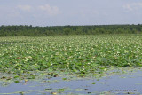 Water Lotus, Red Slough, McCurtain Co, OK, 7-13-11 Ja 5611.jpg