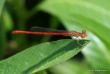 Desert Firetail, Fry Creek, S. Tulsa, Tulsa Co, OK, 6-23-11, Ja 2814.jpg