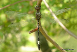 Pale-faced Clubskimmer, 9-10-06 Blue River Wildlife Management Area, Johnston Co, OK 9-10-06 Ja2 12.jpg