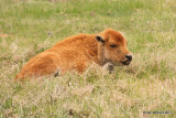 American Bison calf, Yellowstone NP, 6-11-10 JL 0225.jpg
