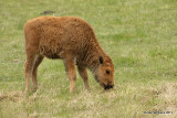 American Bison calf, Yellowstone NP, 6-11-10 Ja 0228.jpg