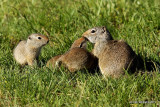 Uinta Ground Squirrel,Spermophilus armatus family, Yellowstone NP, WY, 6-10-10 Ja 9935.jpg