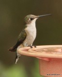 Black-chinned Hummingbird female, Frontera, TX, 1-19-12, Ja_0054.jpg