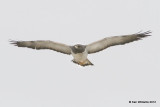 White-tailed Hawk 2nd year, Port Mansfield, TX, 1-24-12, Ja_3107.jpg