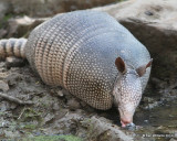 Nine-Banded Armadillo lapping water, Bentsen State Park, TX, 1-20-12, Ja_0950.jpg