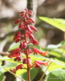 Red Buckeye, McCurtain Co, OK, 3-25-12, Ja_4655.jpg