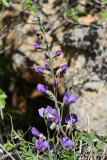 Blue Wild Indio, Chickasaw National Recreation Area, 4-1-12, Ja_9999_92.jpg