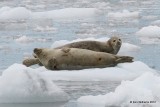 Harbor Seals, Glacier Cruise, Whittier, AK, 6-9-12, Ja_15550.jpg