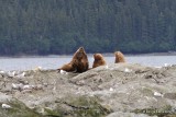 California Sea Lion, Glacier Tour, Whittier, AK, 6-9-12, Ja_15452.jpg