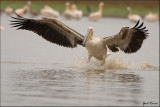 pelicans