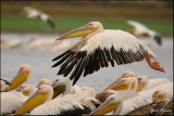 pelicans