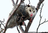 Possum in a Tree.jpg