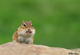 Chipmunk With Food Hanging Out
