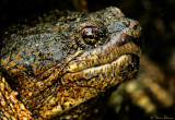 Snapping Turtle Portrait