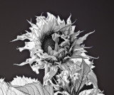 Sunflower-BW-1-sharp.jpg