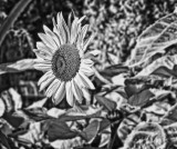 Sunflower-IR-2-darker.jpg