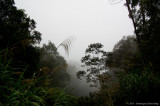 Kinabalu NP