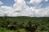 Palm Oil