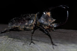 Rhinoceros Beetle