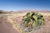 Welwitschia Mirabilis