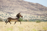 Hartmanns Mountain Zebra