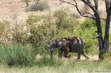 Desert Elephant