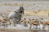 Elephant and Springbok