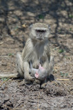 Vervet Monkey