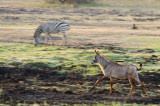 Roan Antelope