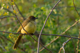 Chlorocichla flaviventris