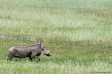 Warthog