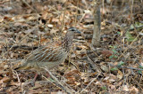 Dendroperdix sephaena