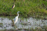 Egretta garzetta