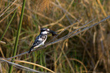 Pied Kingfisher with catch