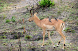 Impala with red-billed oxpecker