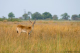 Lechwe