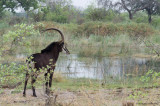 Sable Antelope