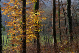 Arboretum - Aubonne