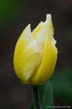 Fête de la Tulipe 2012