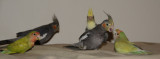 cockatiels and lovebirds _DSC4763.jpg