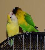 Nanda and Mosa the Lovebirds _DSC4783.jpg