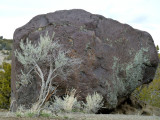 Black Rock and Sage Massacre Rocks State Park P1040952.jpg